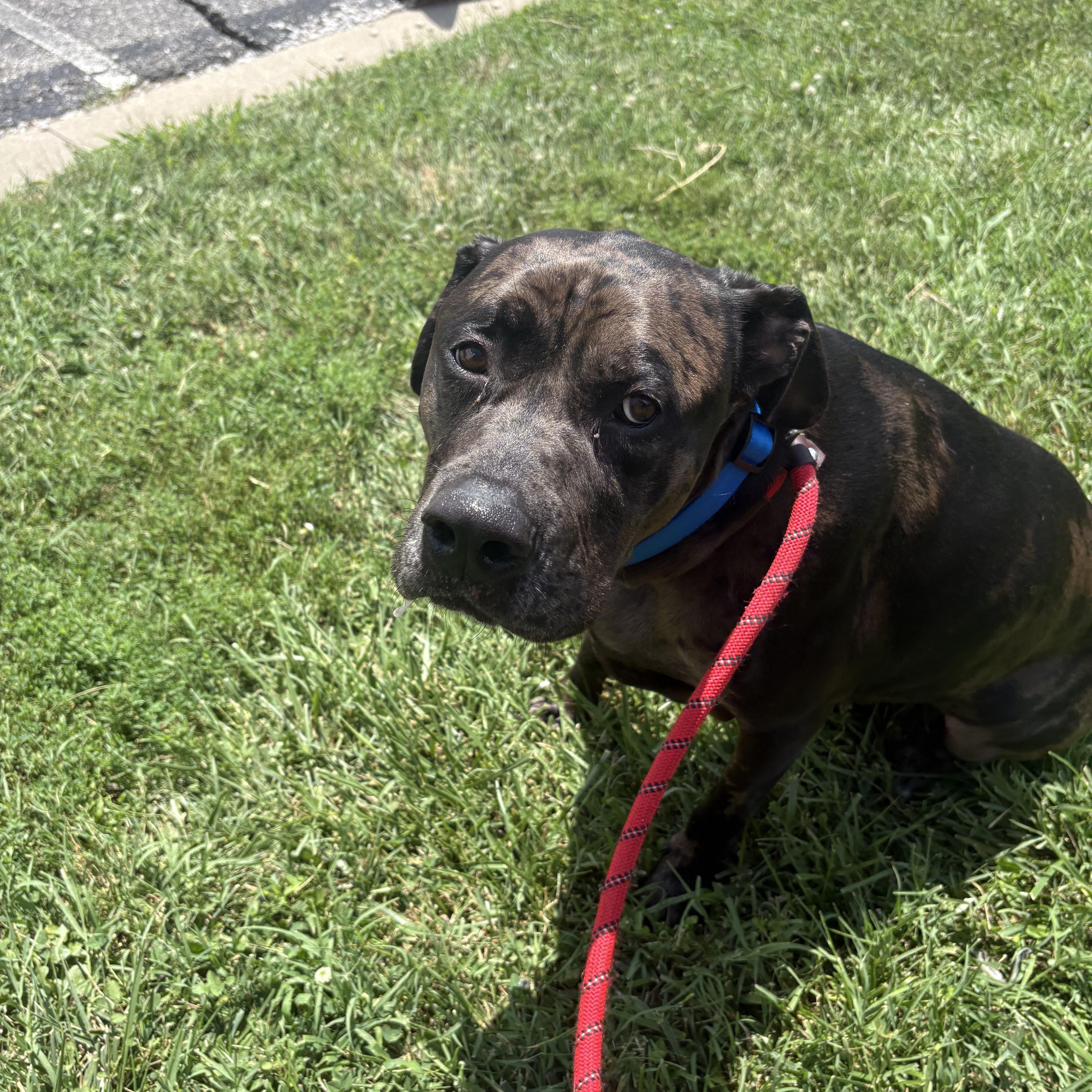 Enlarge Pookie, an adopted mixed breed in Blue Springs, MO image 2/2