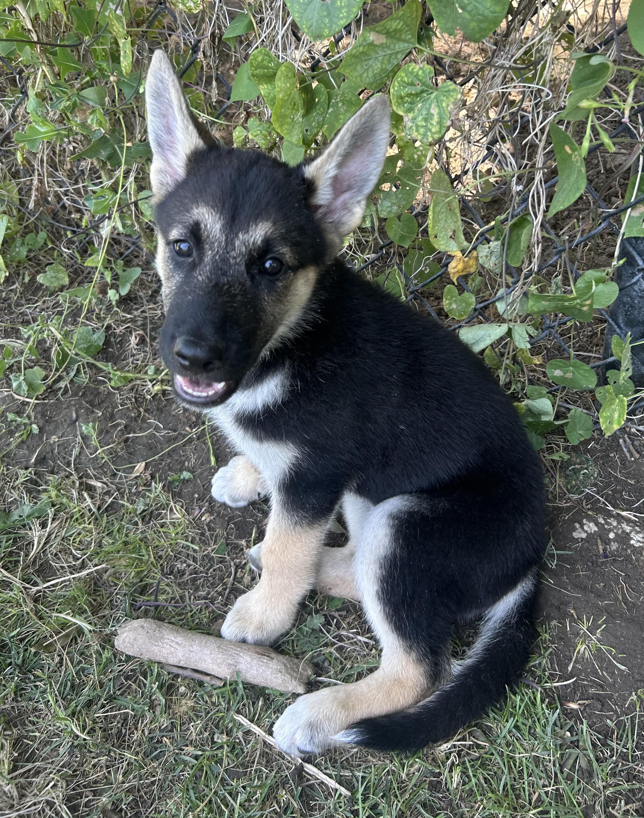 Sazeraz "Sazzy", Adopted, Puppy Female German Shepherd Dog & Husky.