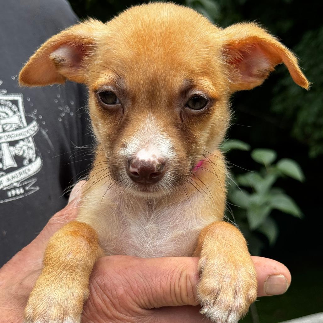 Enlarge NY Cindy Lou Jul 25 (4H Putnam County Fair Carmel NY), a Adoptable mixed breed in Carmel, NY image 3/6