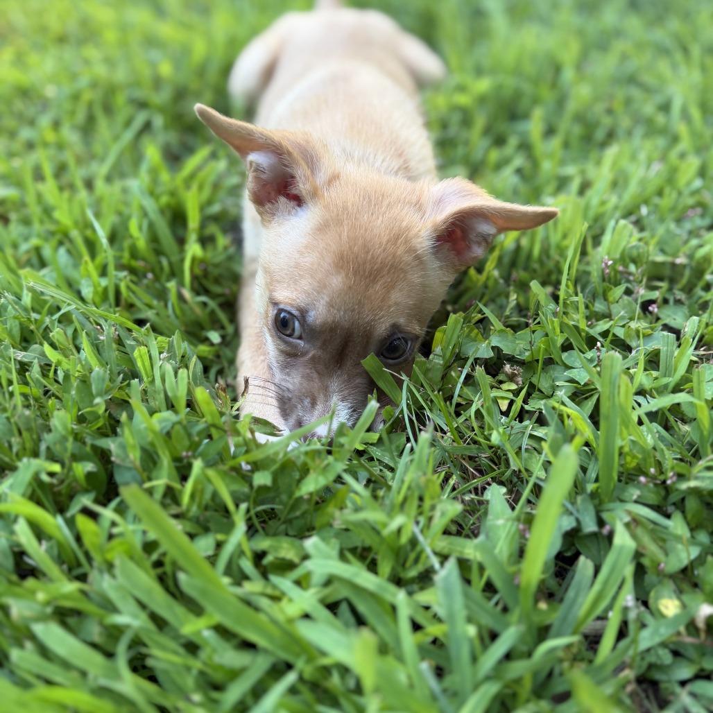 Enlarge NY Cindy Lou Jul 25 (4H Putnam County Fair Carmel NY), a Adoptable mixed breed in Carmel, NY image 5/6