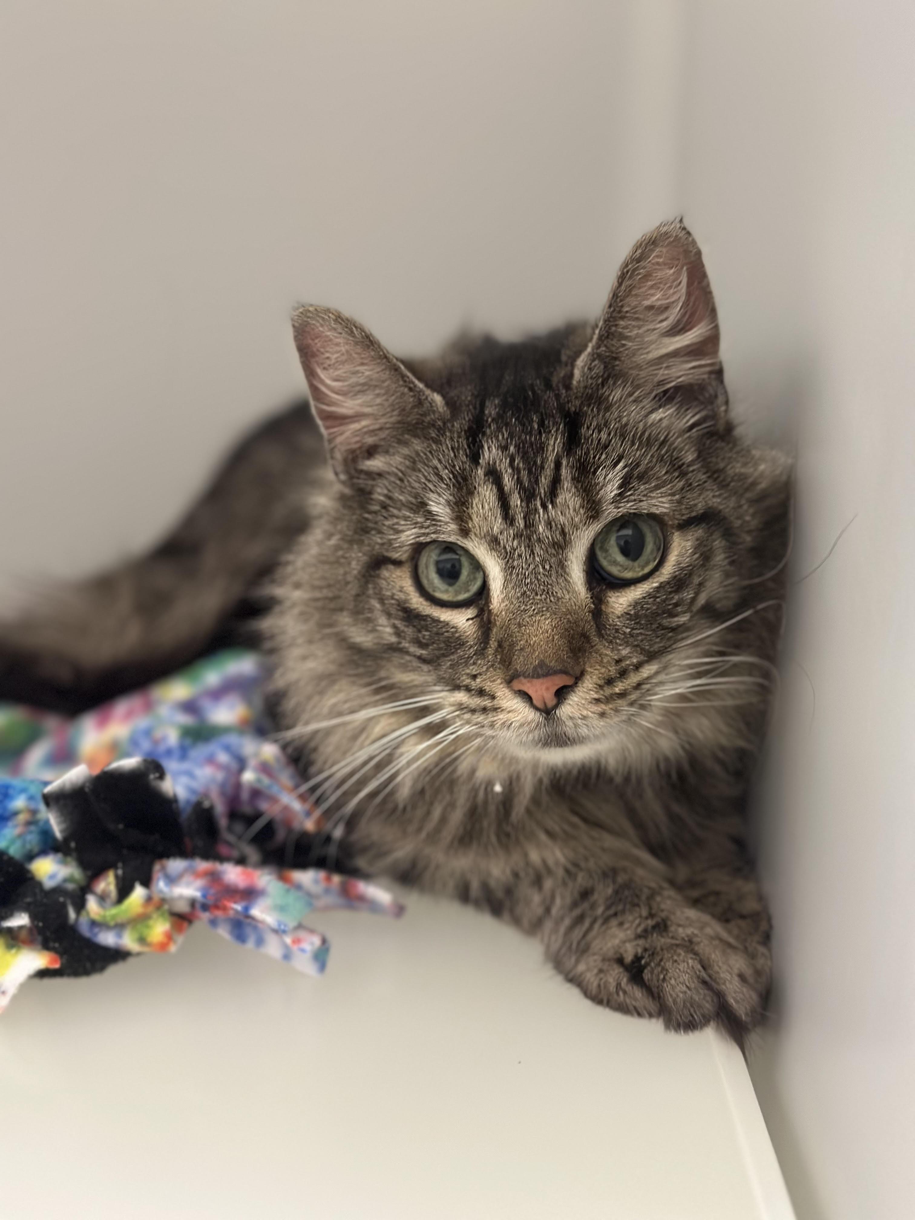 Powderpuff *AVAILABLE FOR ADOPTION 04-04-2026, ADOPTABLE, Adult Female Domestic Long Hair.