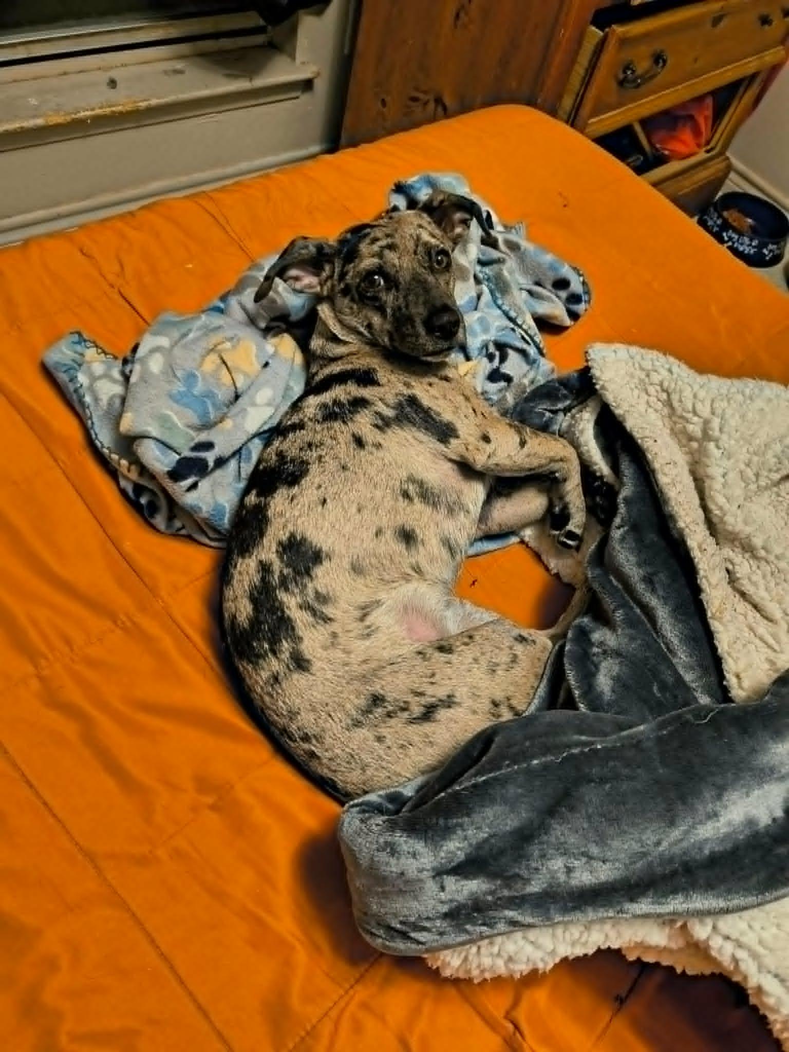 Oreo, an adopted mixed breed in Paramus, NJ image 6/6
