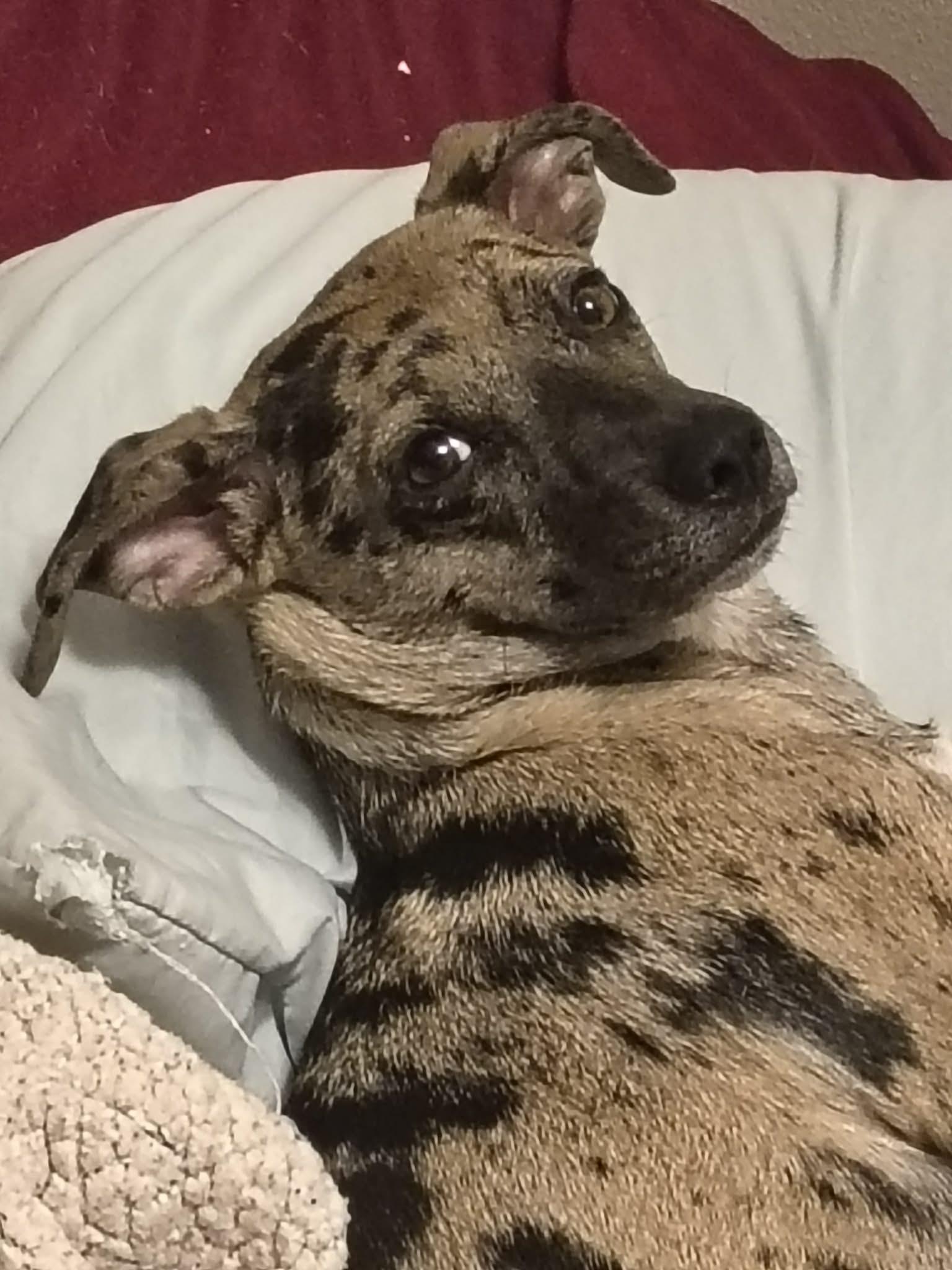 Oreo, adopted, Young Female Mixed Breed & Chihuahua.