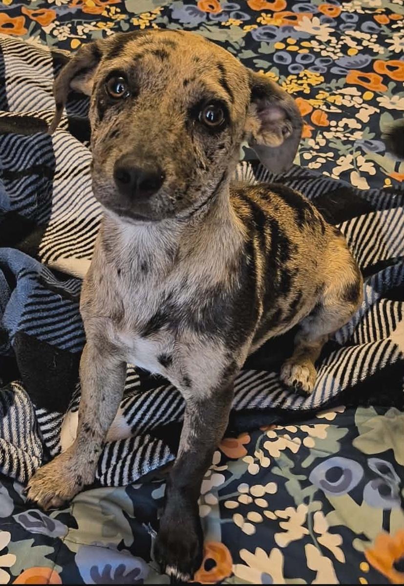Oreo, an adopted mixed breed in Paramus, NJ image 2/6