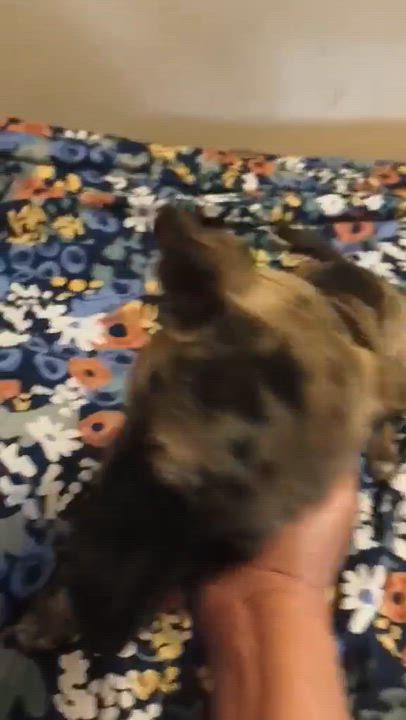 Enlarge Oreo, an adopted mixed breed in Paramus, NJ video 5/6
