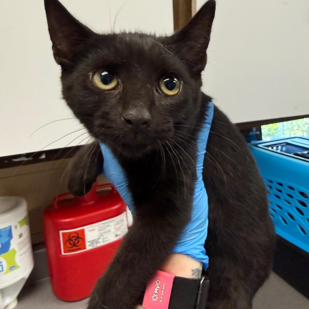 Ryoshu, Adoptable, Kitten Male Domestic Short Hair.