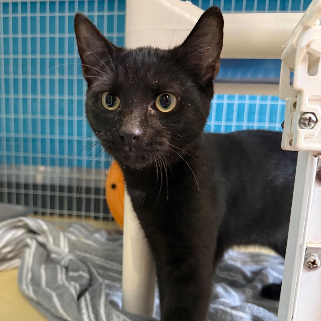 Enlarge Ryoshu, a Adoptable Domestic Short Hair in Troy, VA image 2/2