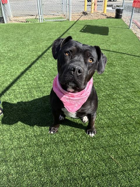 AVA, Adoptable, Adult Female Pit Bull Terrier.