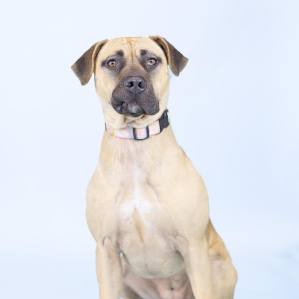 Enlarge Mandy 2, a Adoptable Mixed Breed in Portland, OR image 1/1