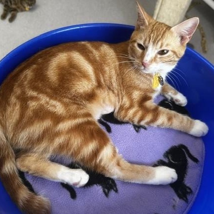 Marigold - Gorgeous Orange Tabby Gal, adopted, Adult Female Tabby.