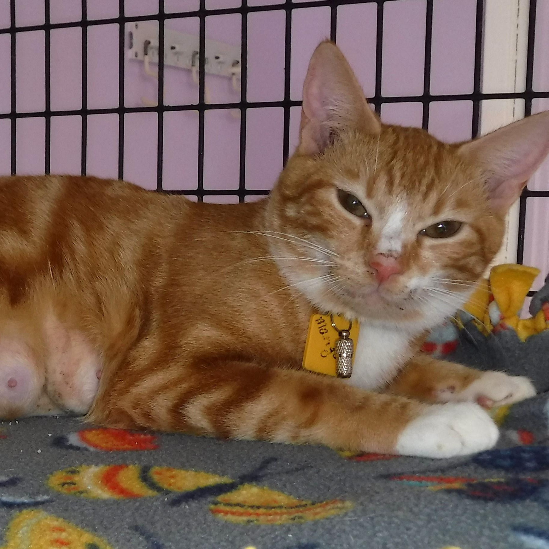 Marigold - Gorgeous Orange Tabby Gal, an adopted Tabby in Hoquiam, WA image 2/6