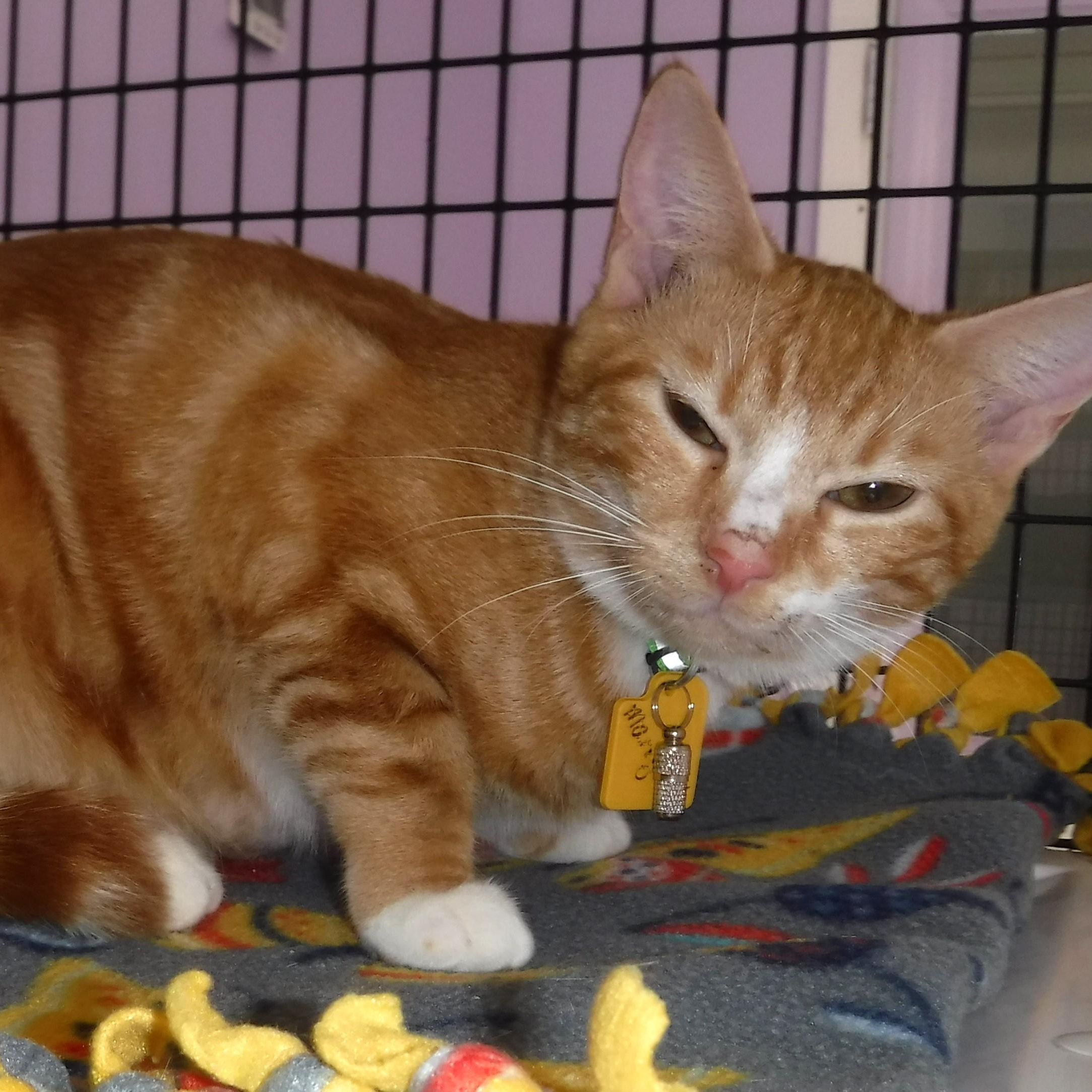 Marigold - Gorgeous Orange Tabby Gal, an adopted Tabby in Hoquiam, WA image 4/6