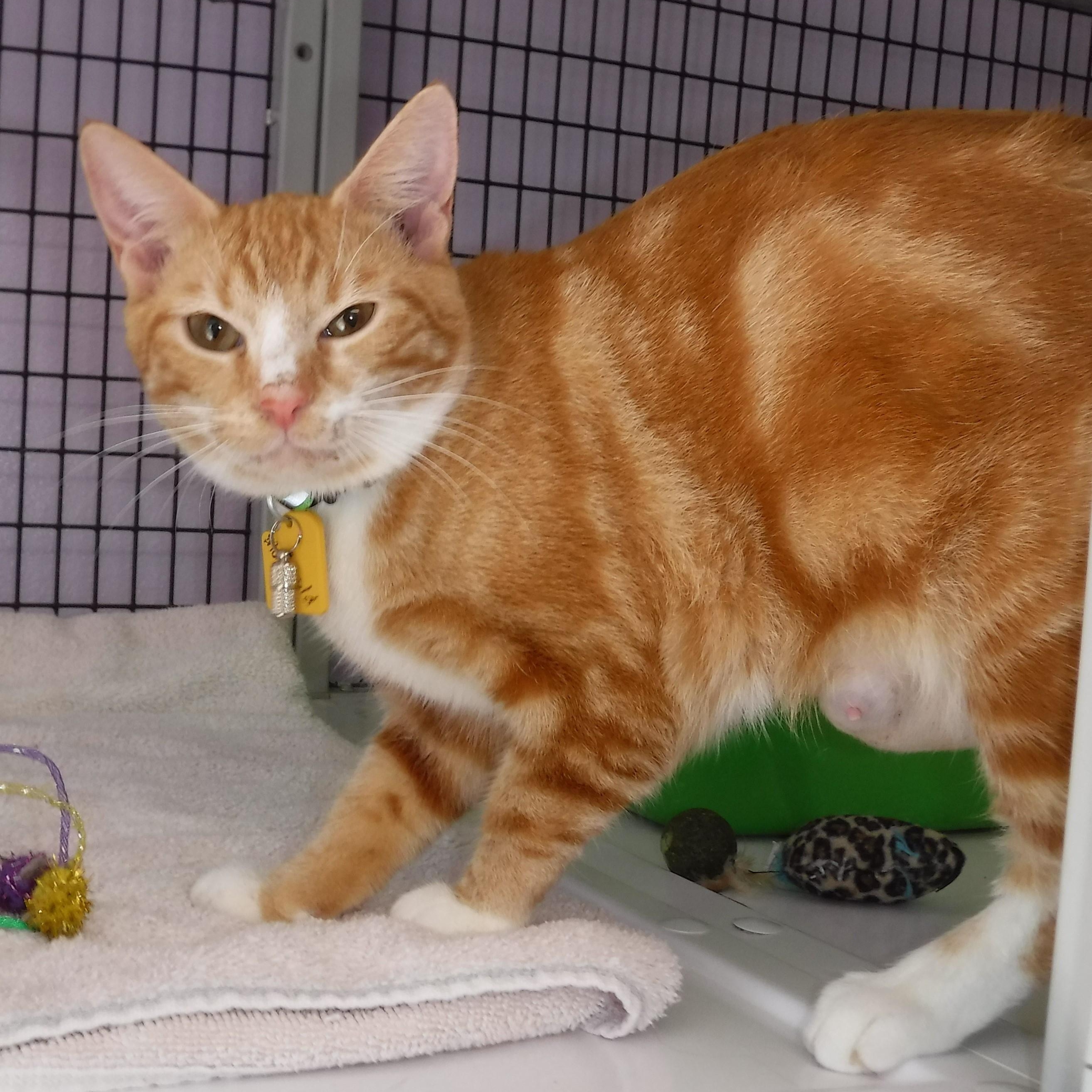 Marigold - Gorgeous Orange Tabby Gal, an adopted Tabby in Hoquiam, WA image 5/6