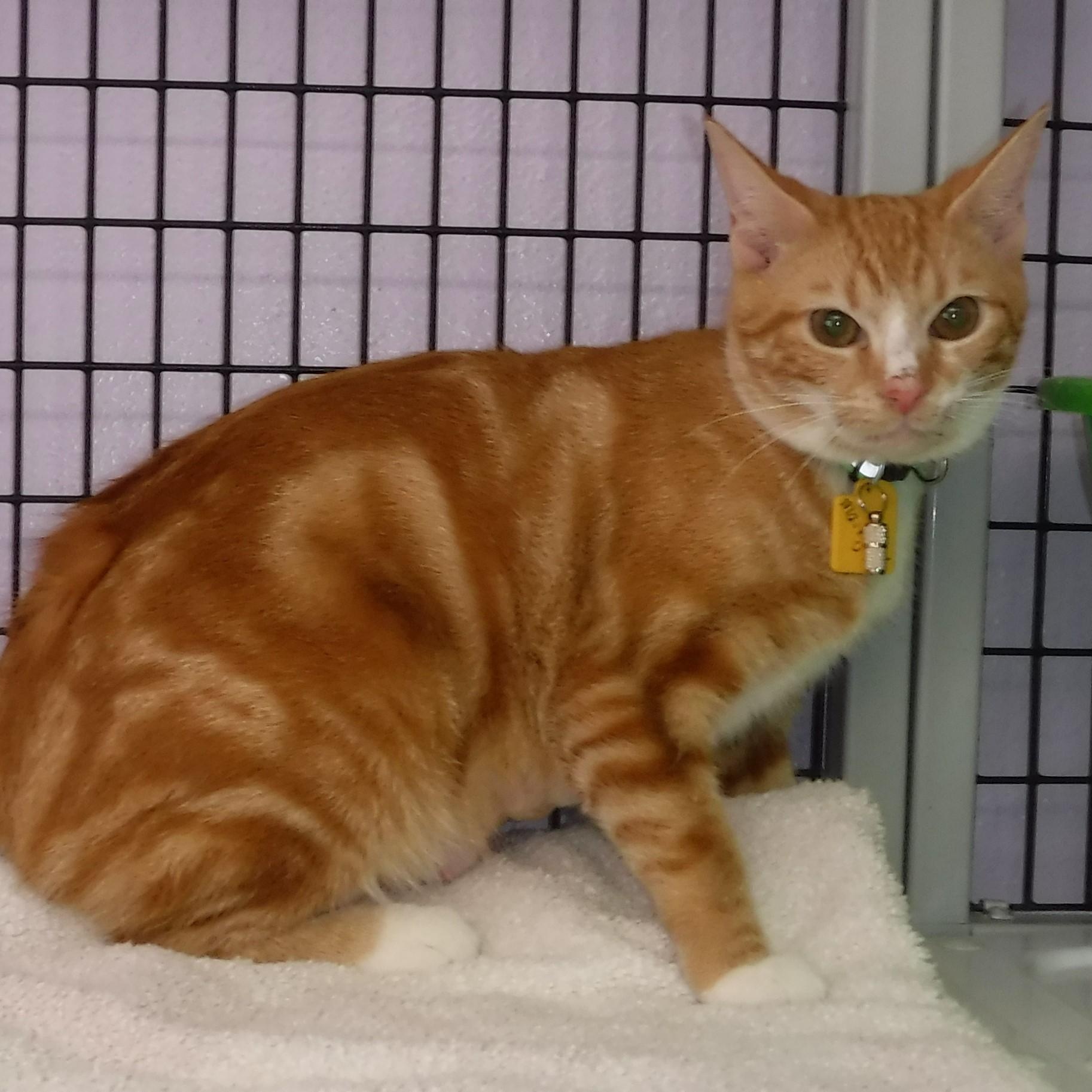 Marigold - Gorgeous Orange Tabby Gal, an adopted Tabby in Hoquiam, WA image 3/6