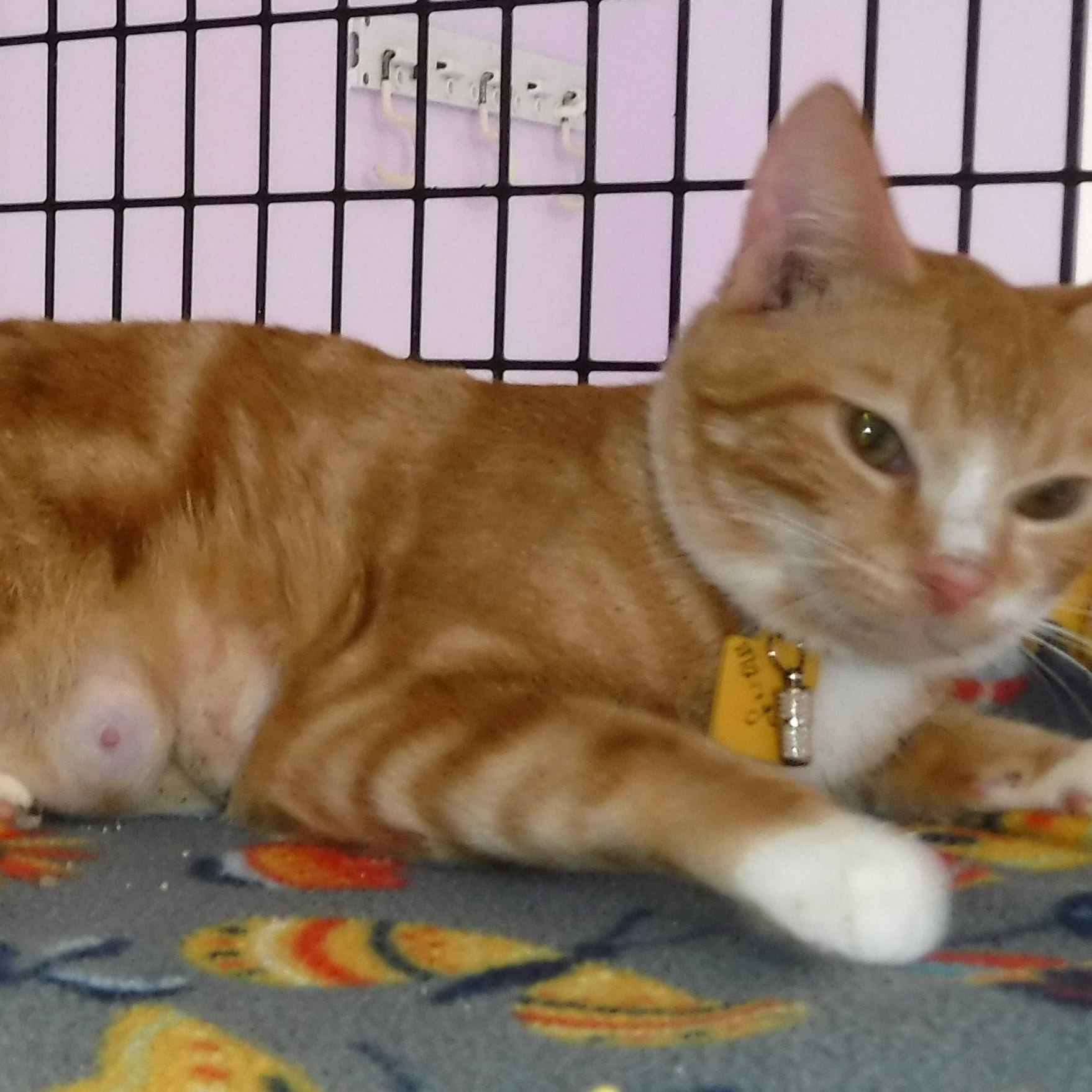Marigold - Gorgeous Orange Tabby Gal, an adopted Tabby in Hoquiam, WA image 6/6