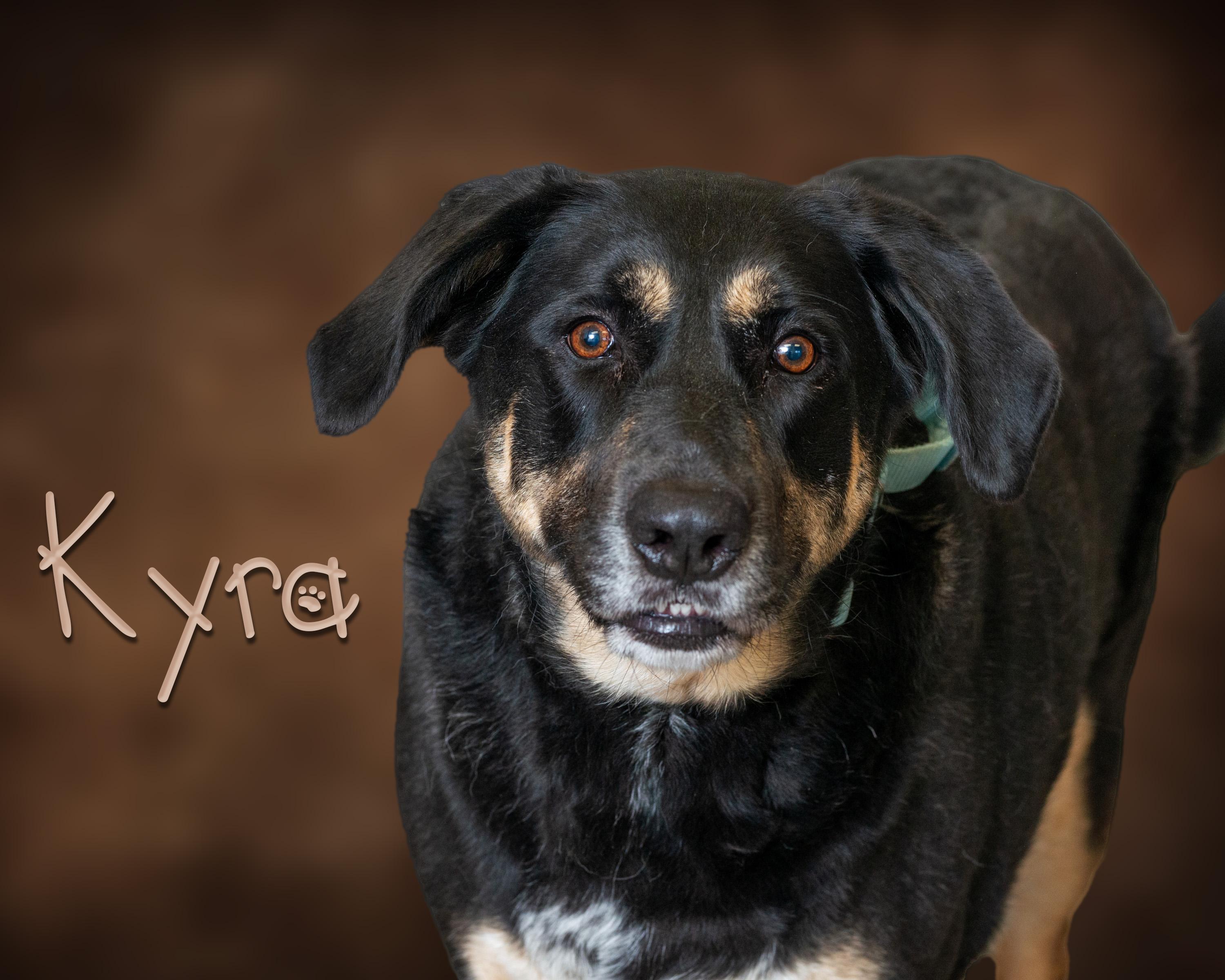 Enlarge Kyra, an adoptable mixed breed in Somerset, PA image 1/1