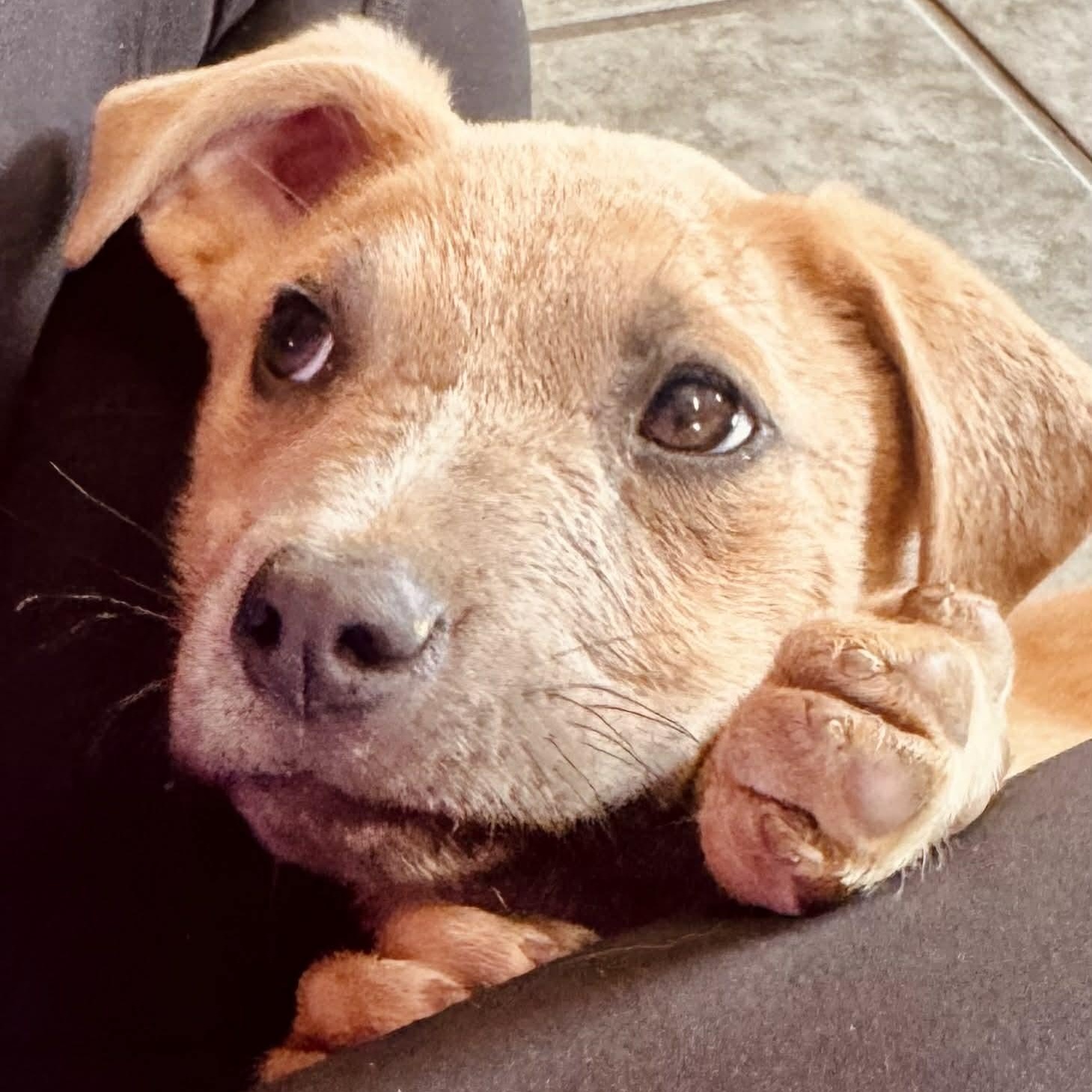 Enlarge Noah, a ADOPTABLE mixed breed in Bristol, CT image 2/5