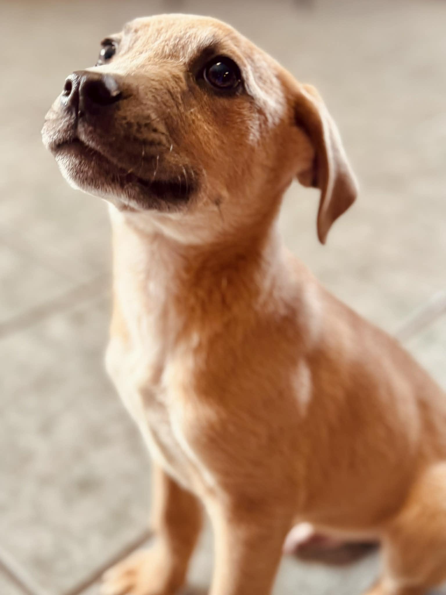 Enlarge Noah, a ADOPTABLE mixed breed in Bristol, CT image 3/5