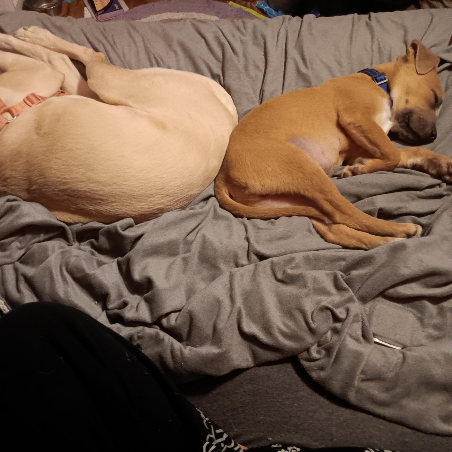 Enlarge Noah, an adopted mixed breed in Bristol, CT image 6/6