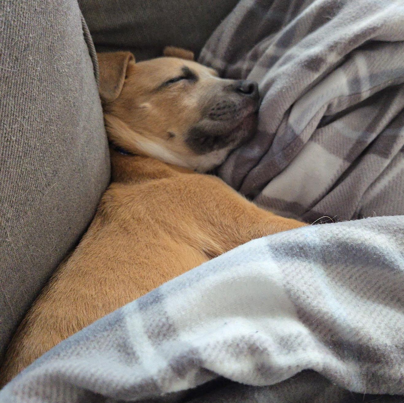 Enlarge Noah, an adopted mixed breed in Bristol, CT image 2/6