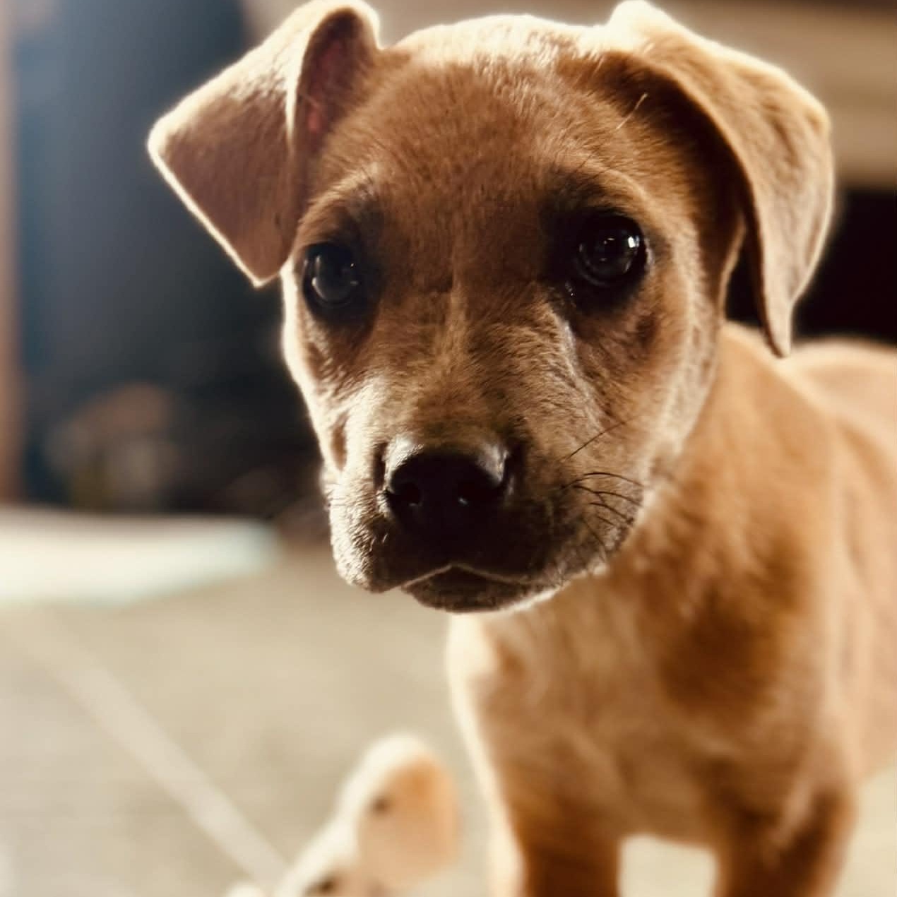 Enlarge Noah, a ADOPTABLE mixed breed in Bristol, CT image 1/5