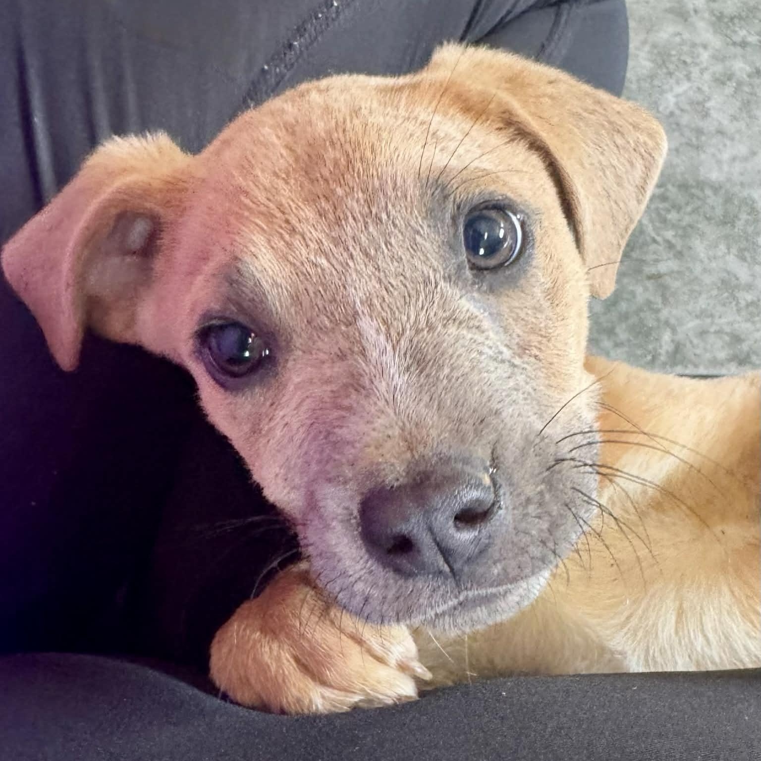 Enlarge Noah, a ADOPTABLE mixed breed in Bristol, CT image 4/5