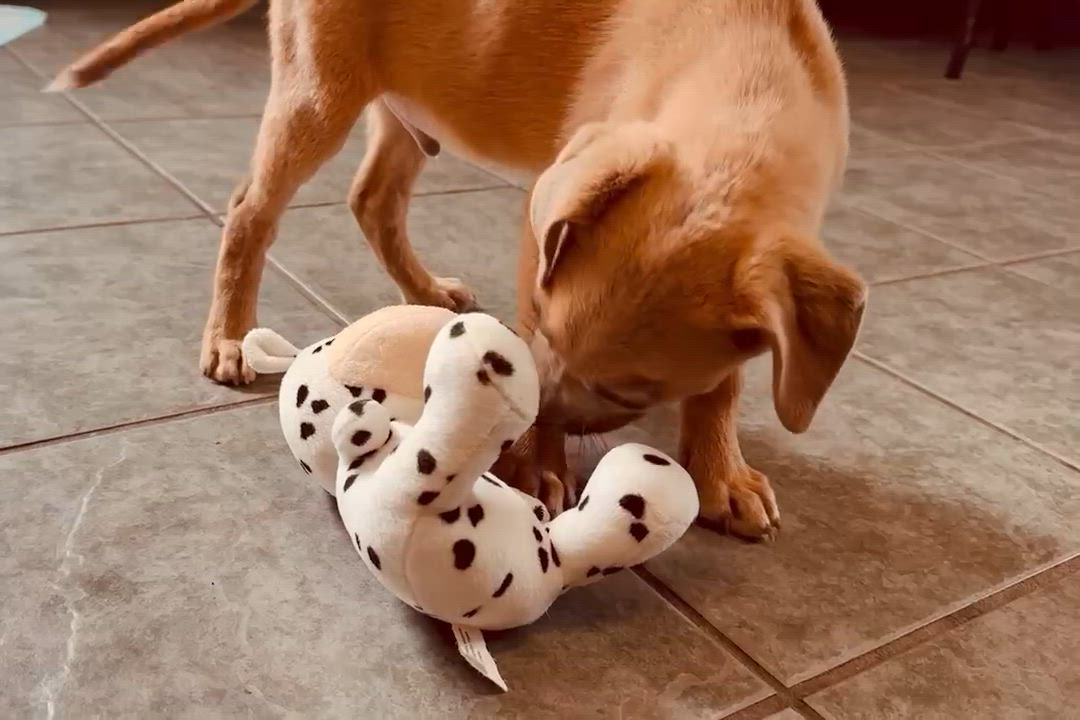 Enlarge Noah, a ADOPTABLE mixed breed in Bristol, CT video 5/5