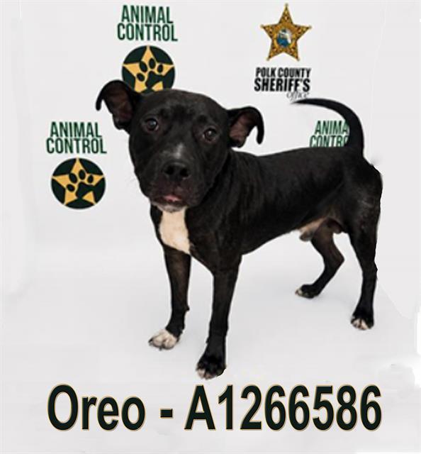 OREO, Adoptable, Adult Male American Bulldog & Mixed Breed.