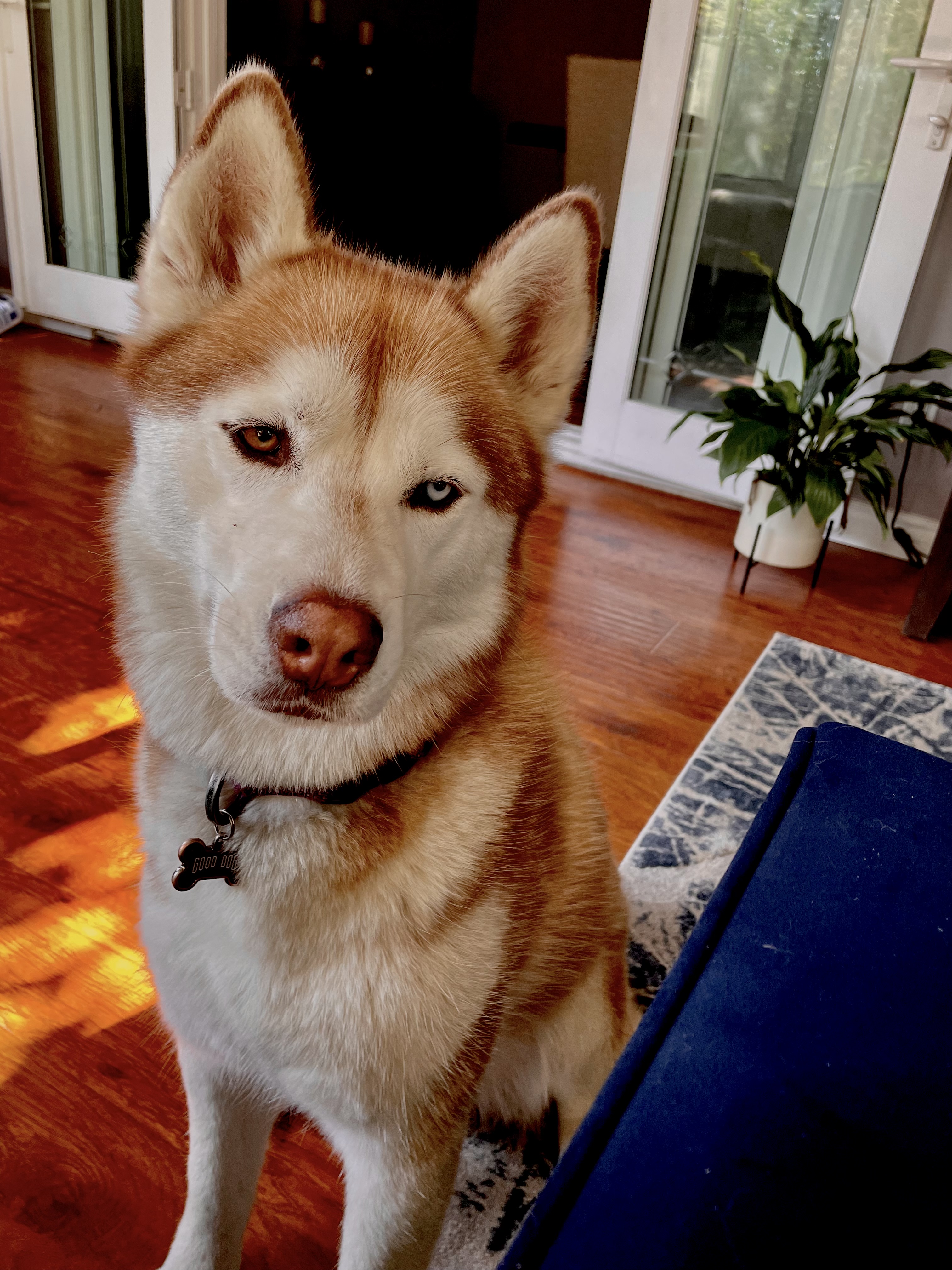 Rocky photo 5