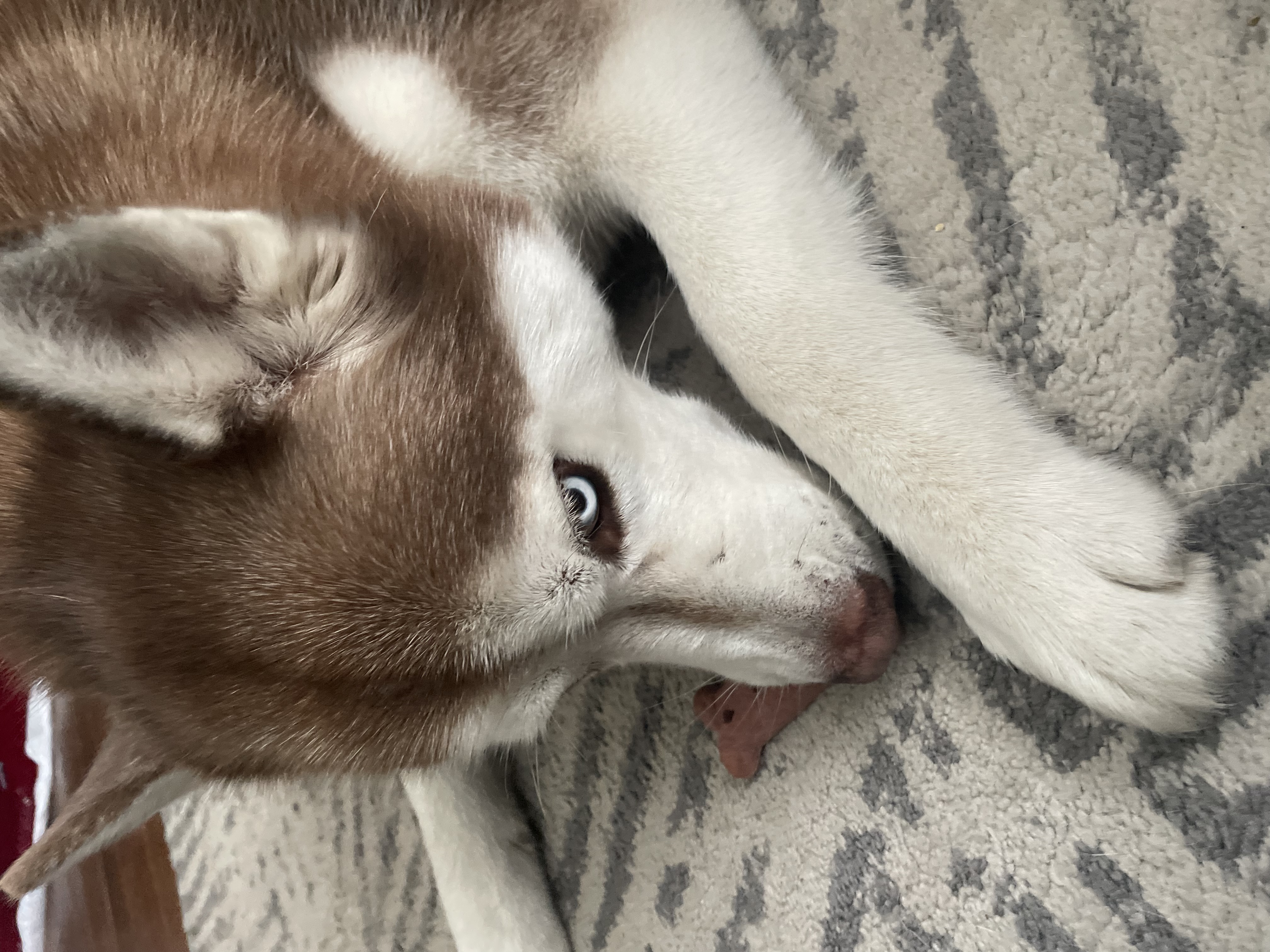 Rocky photo 4
