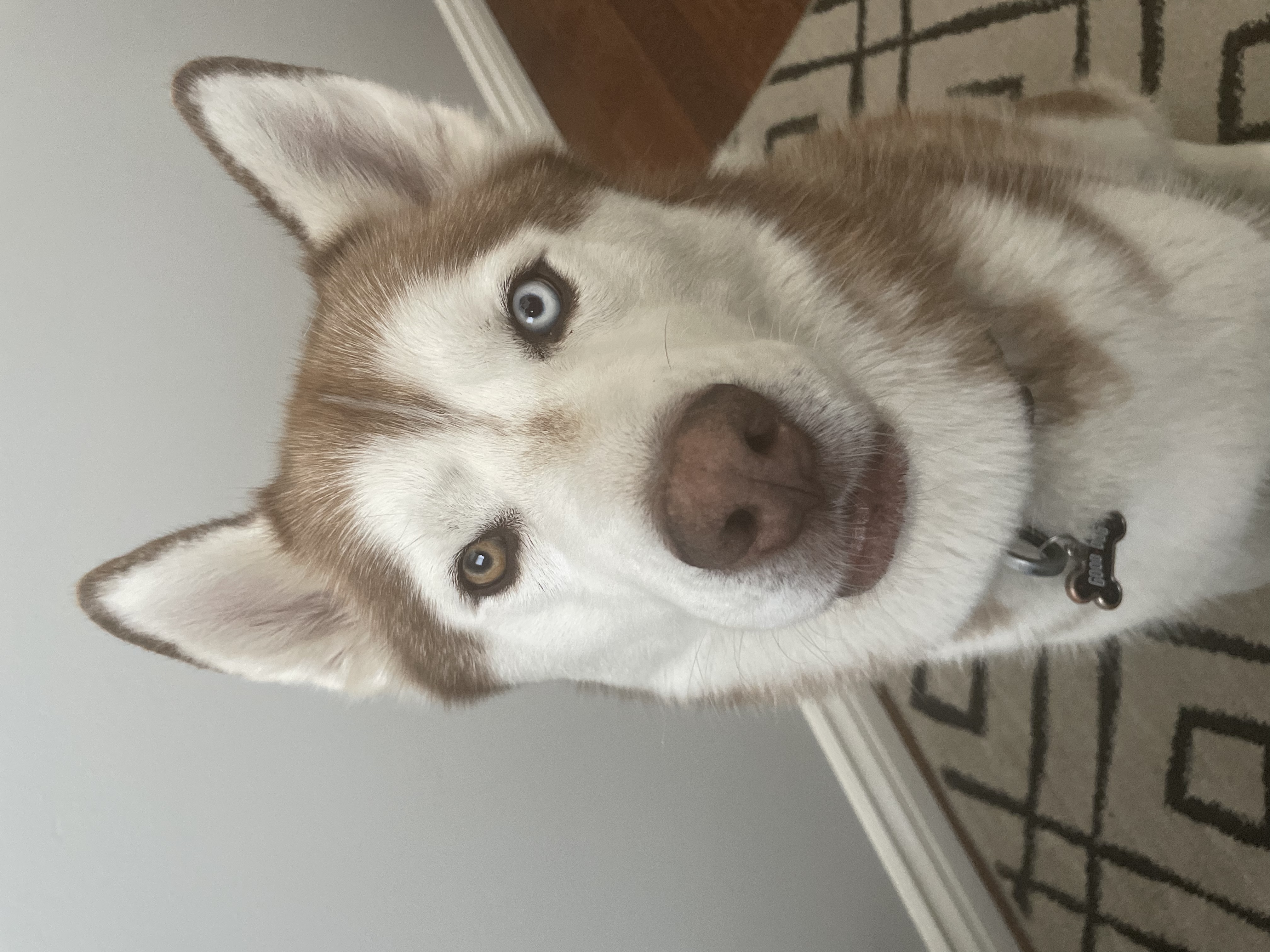 Rocky photo 1