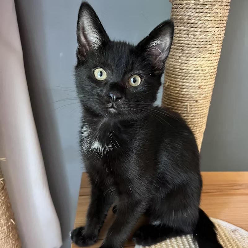 Enlarge Kampot & Tellicherry (BONDED PAIR), a Adoptable Domestic Short Hair in Richmond, VA image 2/3