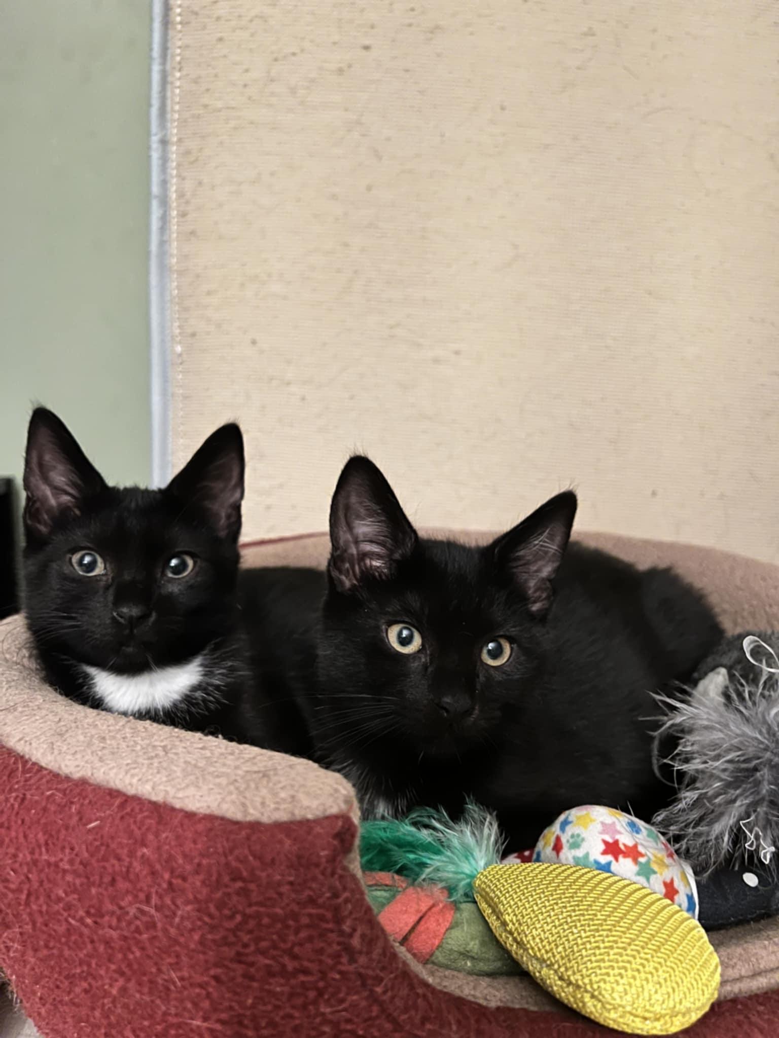 Enlarge Kampot & Tellicherry (BONDED PAIR), a Adoptable Domestic Short Hair in Richmond, VA image 1/3