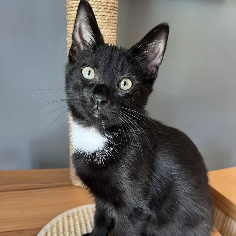 Enlarge Kampot & Tellicherry (BONDED PAIR), a Adoptable Domestic Short Hair in Richmond, VA image 3/3