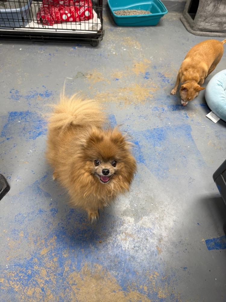 Mama & Mikey, Adoptable, Adult Male Pomeranian.