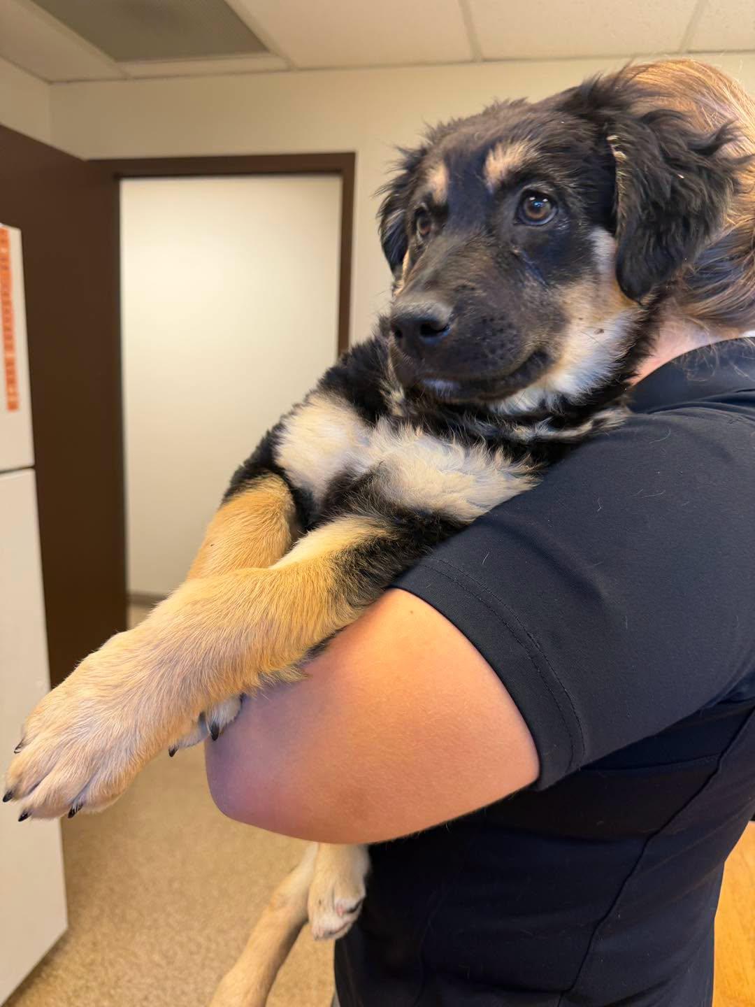 Enlarge Ember, a ADOPTABLE mixed breed in Gardnerville, NV image 1/1