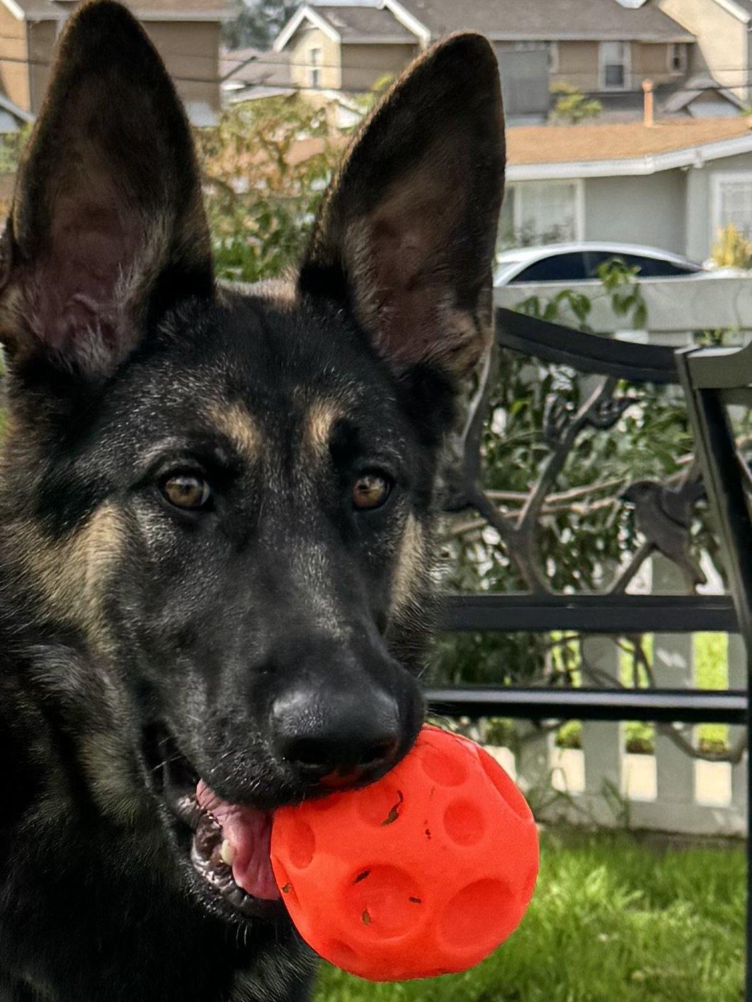 Siren, adopted, Young Female German Shepherd Dog.