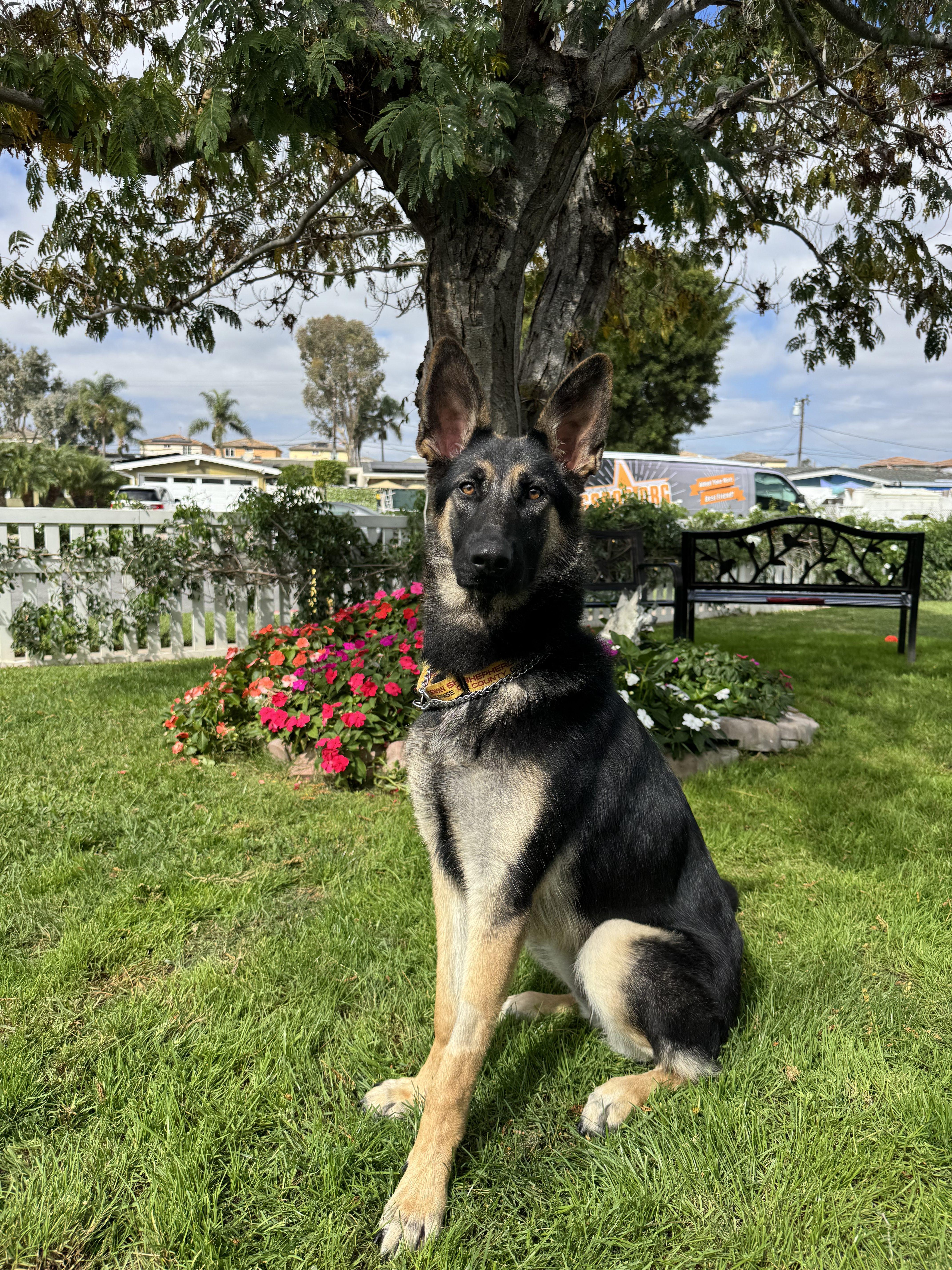 Enlarge Siren, an adopted German Shepherd Dog in Newport Beach, CA image 3/4