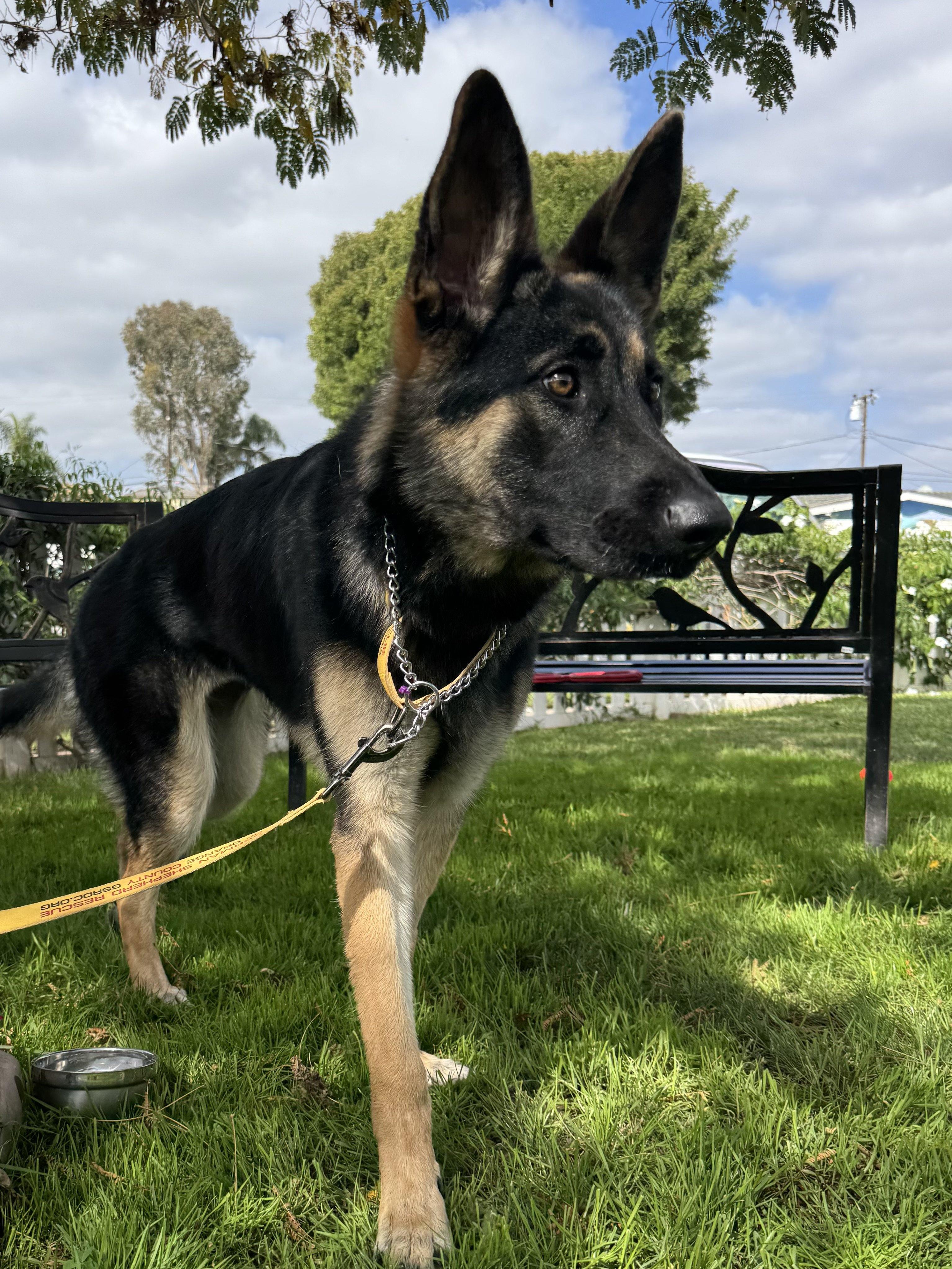 Enlarge Siren, an adopted German Shepherd Dog in Newport Beach, CA image 4/4