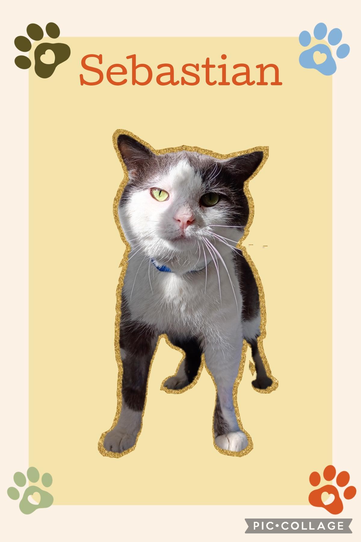 Sebastian, adoptable, Young Male Domestic Short Hair.