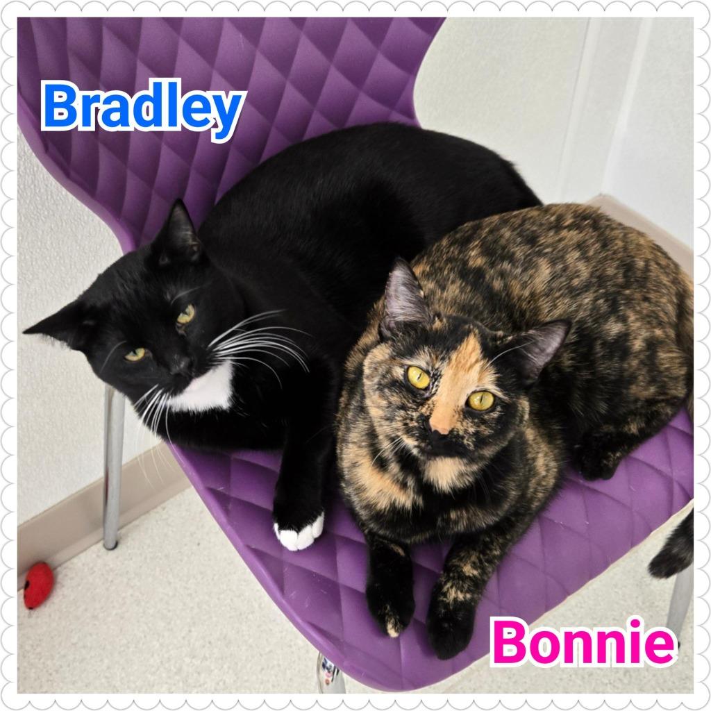 Bonnie, Adoptable, Young Female Domestic Short Hair.