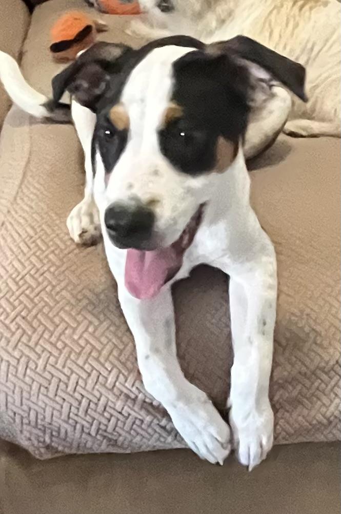 SULLY, Adoptable, Young Male Bulldog & Border Collie.