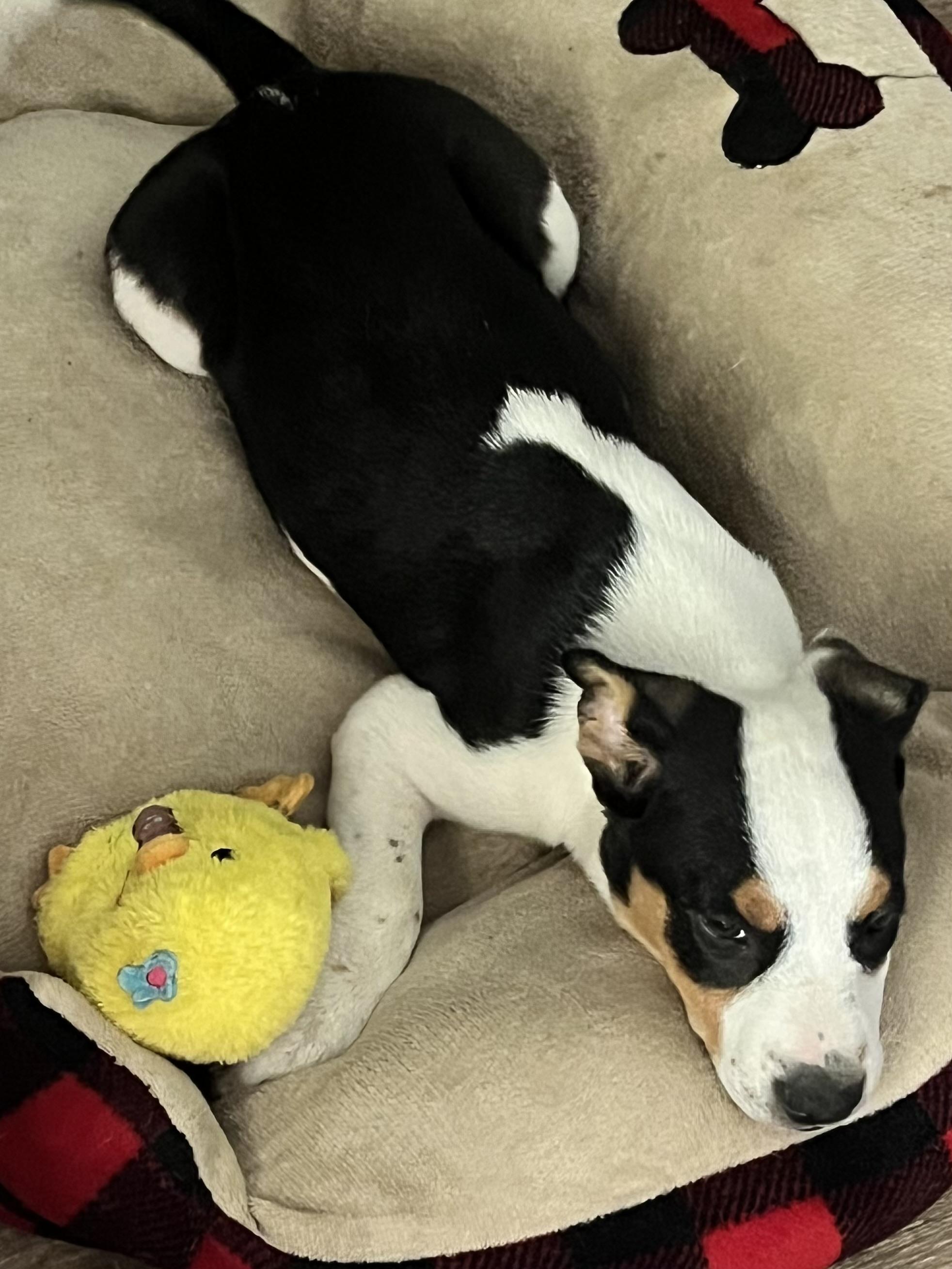 SULLY, a Adoptable mixed breed in fort worth, TX image 4/5