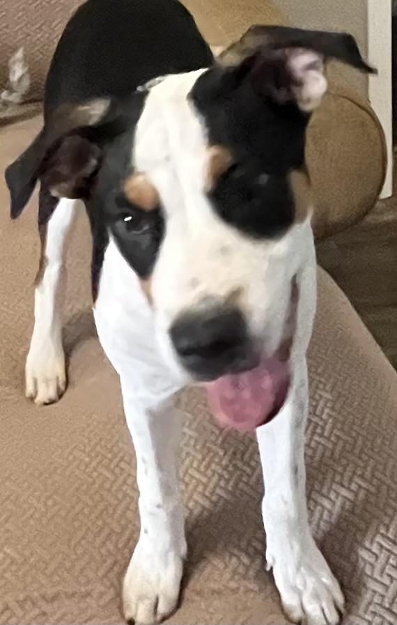 SULLY, a Adoptable mixed breed in fort worth, TX image 2/5