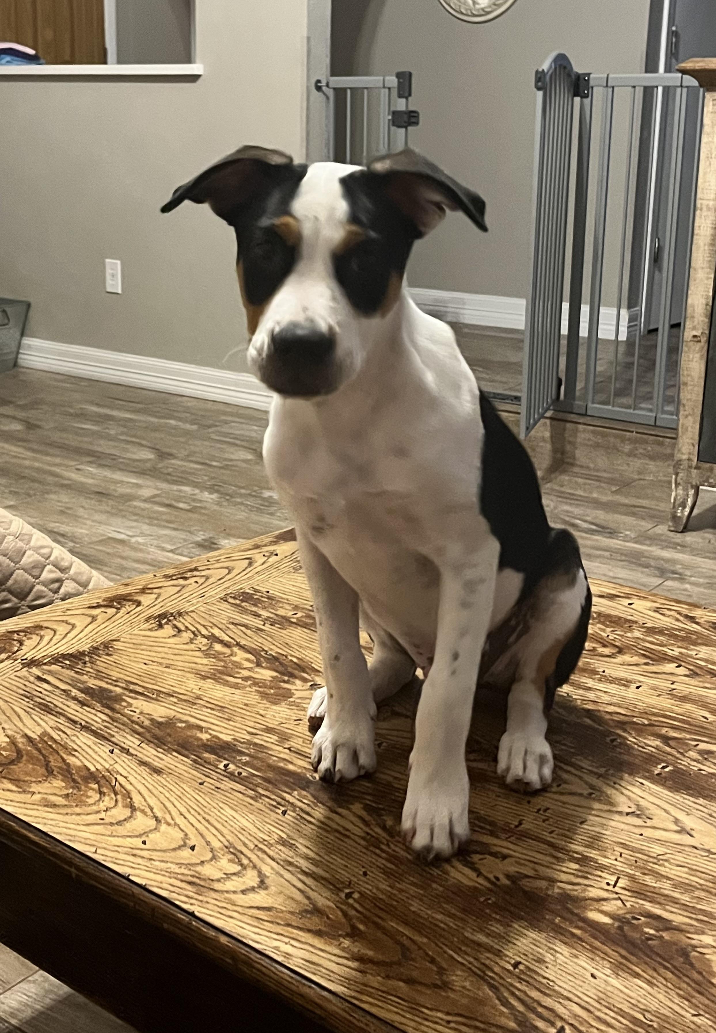 SULLY, a Adoptable mixed breed in fort worth, TX image 3/5