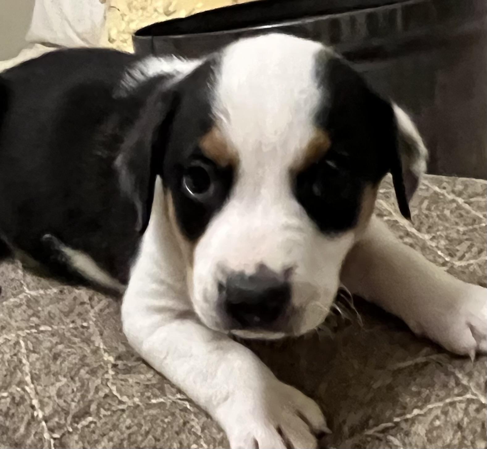 SULLY, a Adoptable mixed breed in fort worth, TX image 5/5