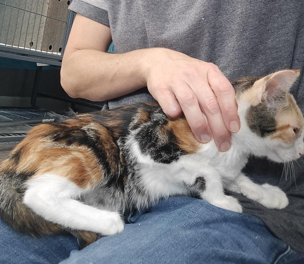 Strudel, Adoptable, Young Female Calico.