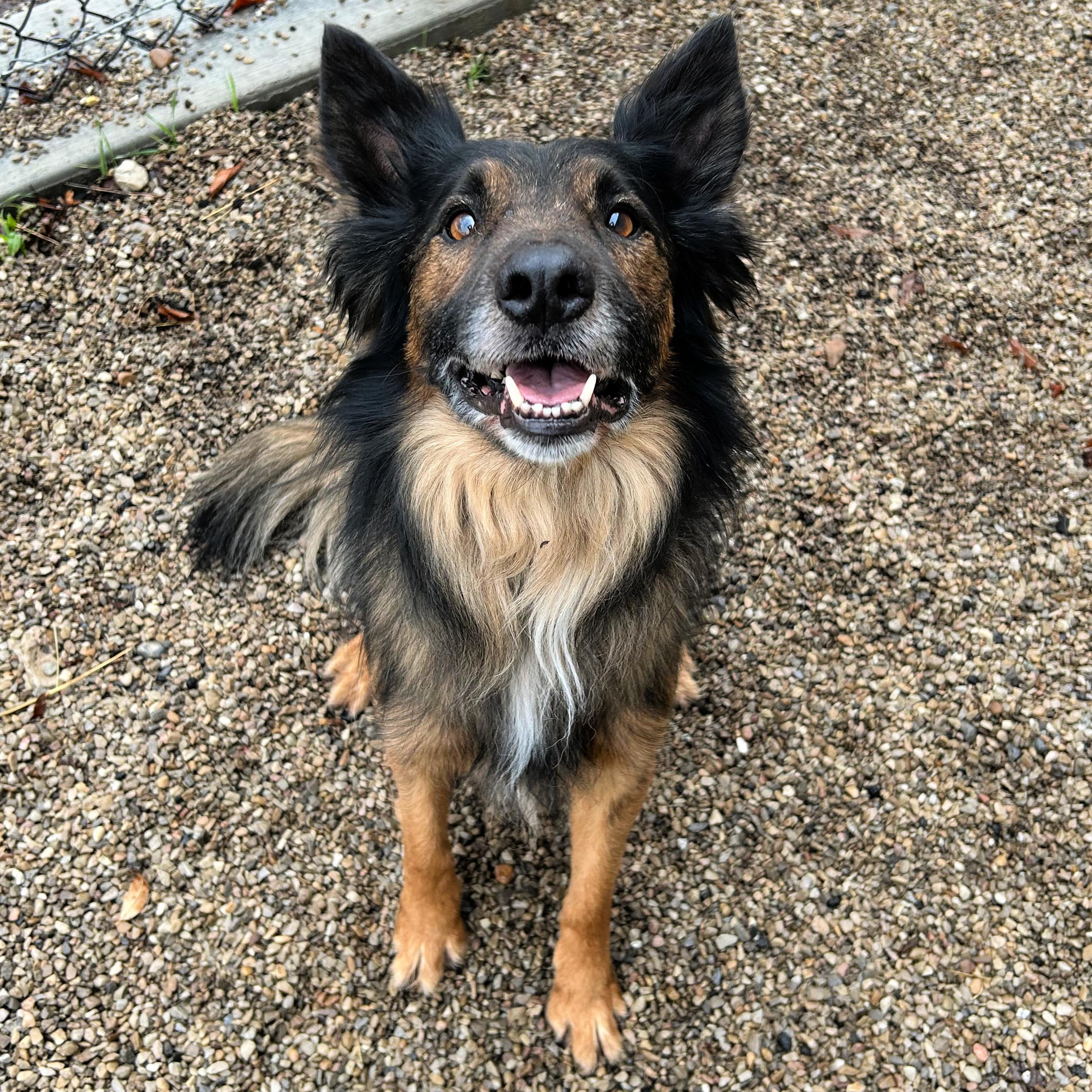 Enlarge Hercules, an adopted mixed breed in Lindon, UT image 4/5