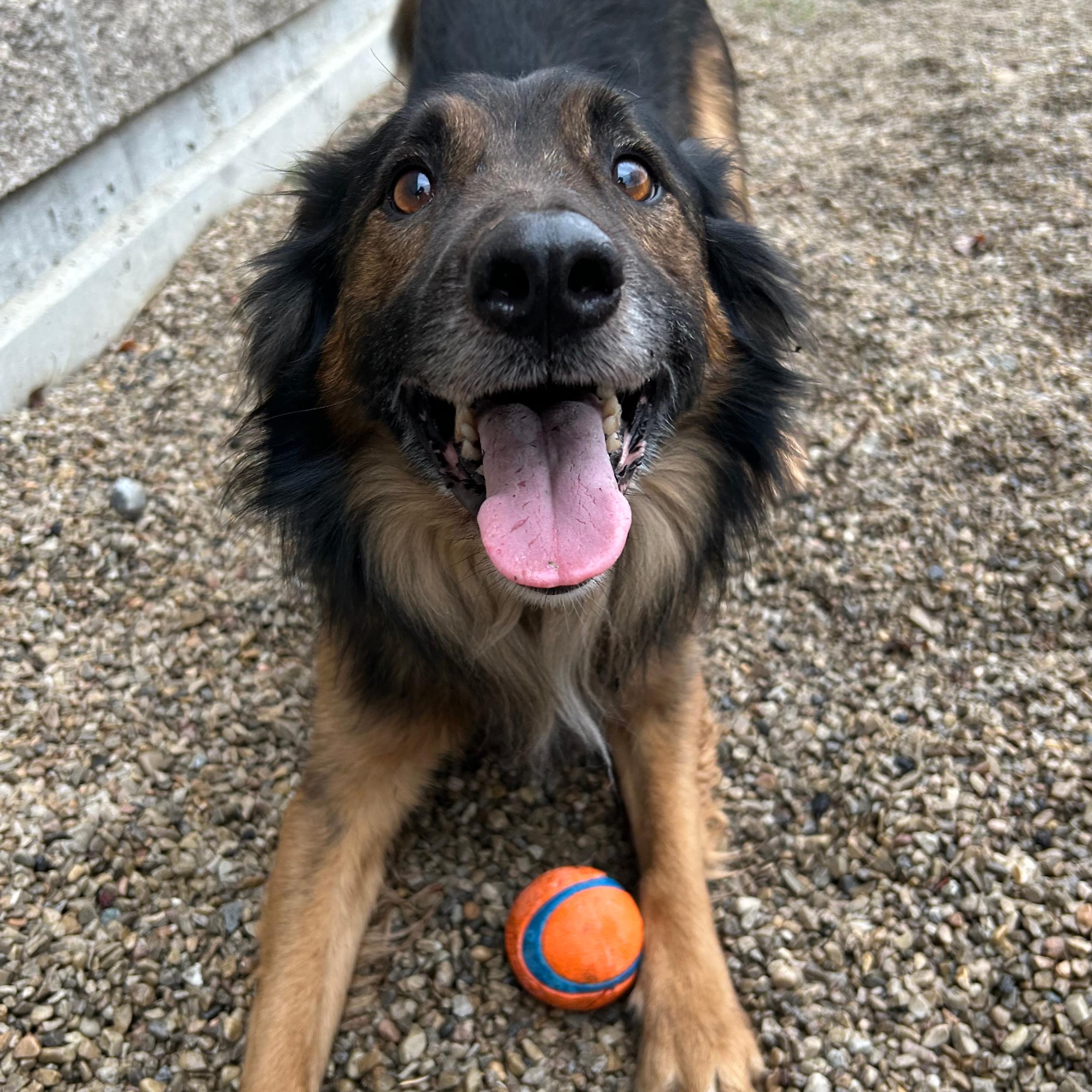 Enlarge Hercules, an adopted mixed breed in Lindon, UT image 3/5