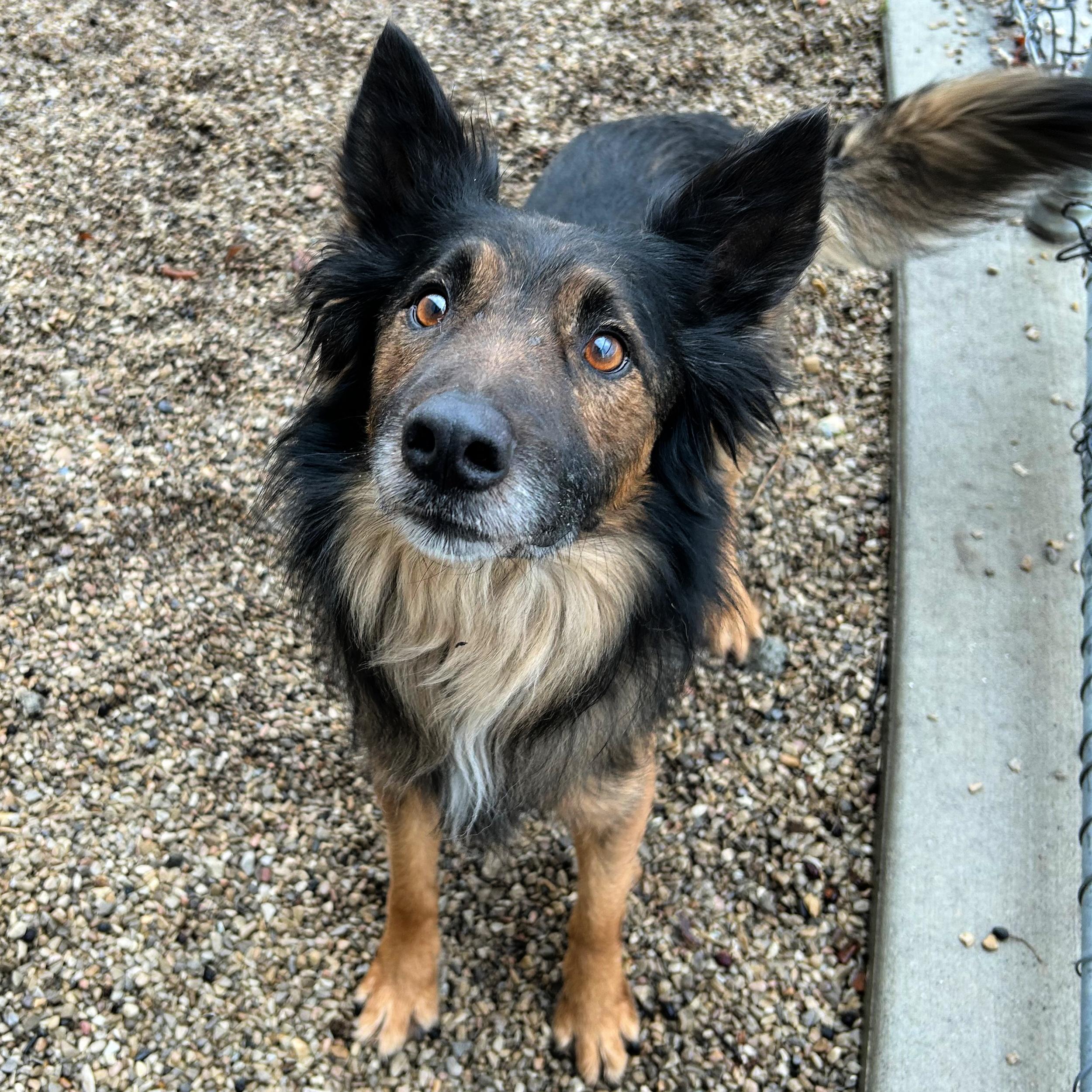 Enlarge Hercules, an adopted mixed breed in Lindon, UT image 2/5